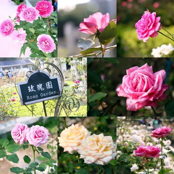 台北旅遊～士林官邸＊玫瑰花展（展期：2015/04/01~12）        
      