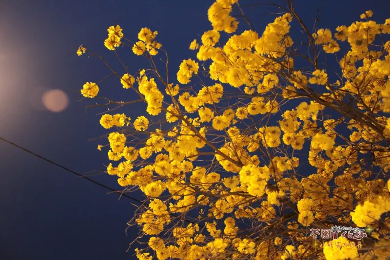 【彰化一日遊行程】芬園一日遊，爆炸的黃鈴木，在地人推薦行程小吃美食，有吃又有得玩!!