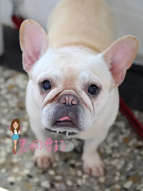 【食記】台中／西區「嗝咖啡gé cafe」．寵物友善/招牌法鬥犬