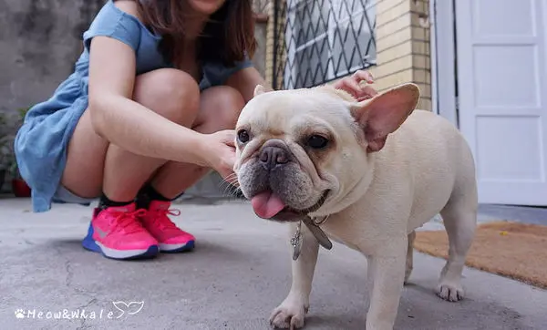 【台中．西區】嗝 gé cafe，活招牌法鬥犬皮皮和八哥犬皮蛋共同經營的寵物咖啡廳。