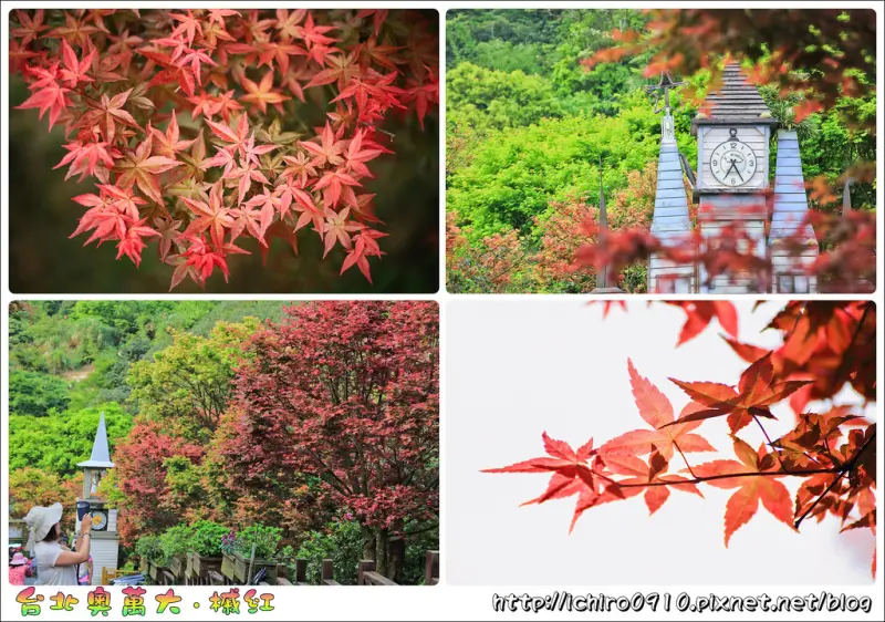 [賞花]【淡水線劍潭站】2017台北奧萬大/陽明山平菁街。春天賞楓紅趣│槭樹層層疊疊美感│季節限定美景│交通/捷運/公車/怎麼去/GPS座標/花況(2017.05.01春楓已轉紅)