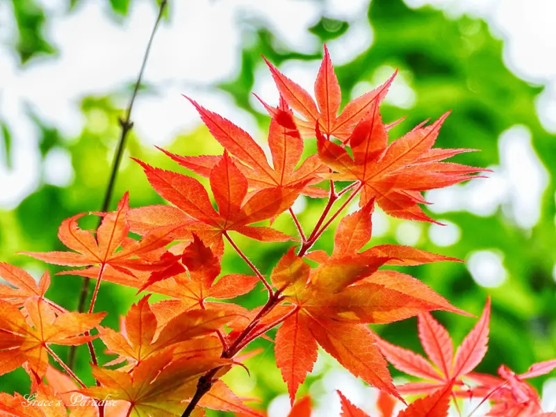 【陽明山景點】台北奧萬大(陽明山平菁街)-賞楓、IG打卡外拍好去處(2018/04/21楓況)