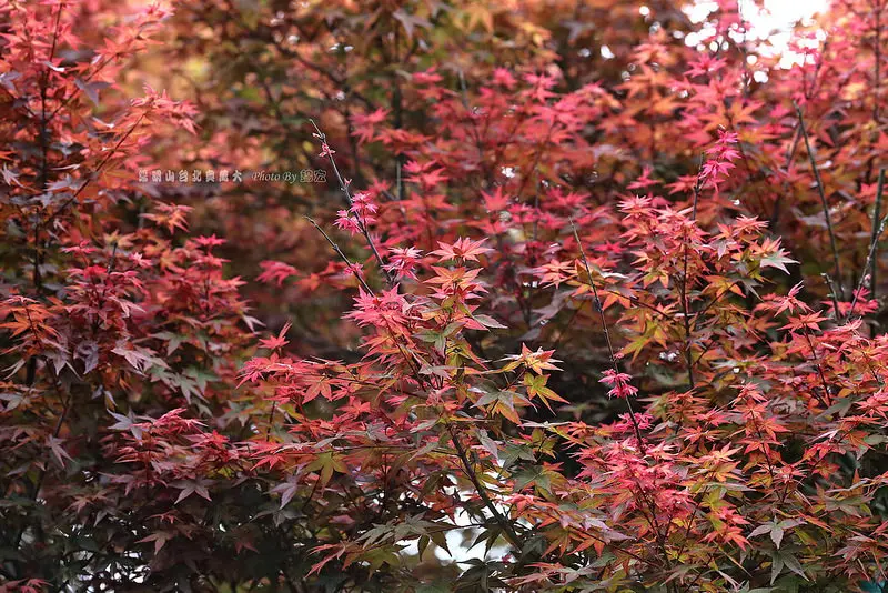 【台北景點】台北陽明山一日遊規劃2015台北奧萬大花季~免出國看楓葉賞楓紅囉^^賞楓季3/25-5/10