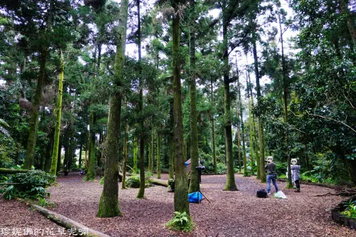 【台北-北投區】陽明山婚紗外拍景點：竹子湖黑森林