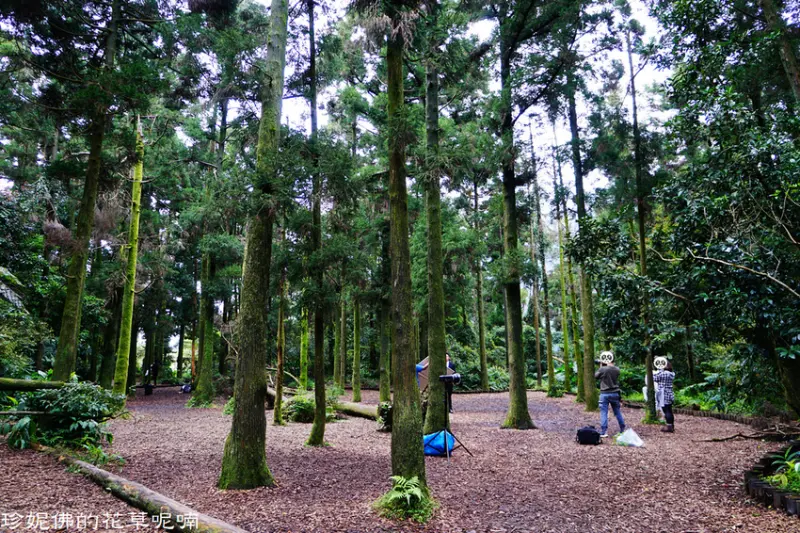 【台北-北投區】陽明山婚紗外拍景點：竹子湖黑森林