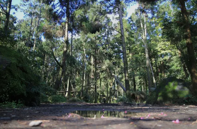 台北。北投。穿梭在光影扶疏的林間 / 竹子湖黑森林