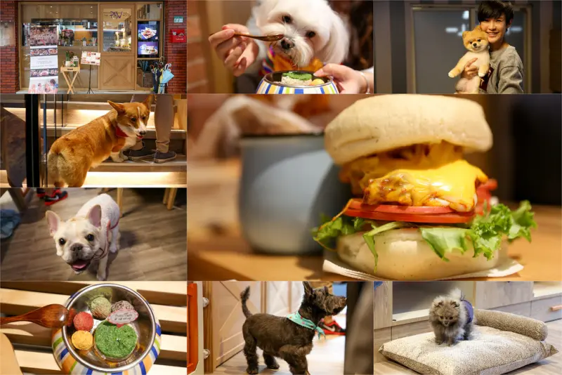 【跑飯店(Tutti cafe圖比咖啡)】超療癒柯基店狗！狗狗可落地，台北市稀有優質寵物餐廳！(新開幕/捷運忠孝新生站/早午餐)