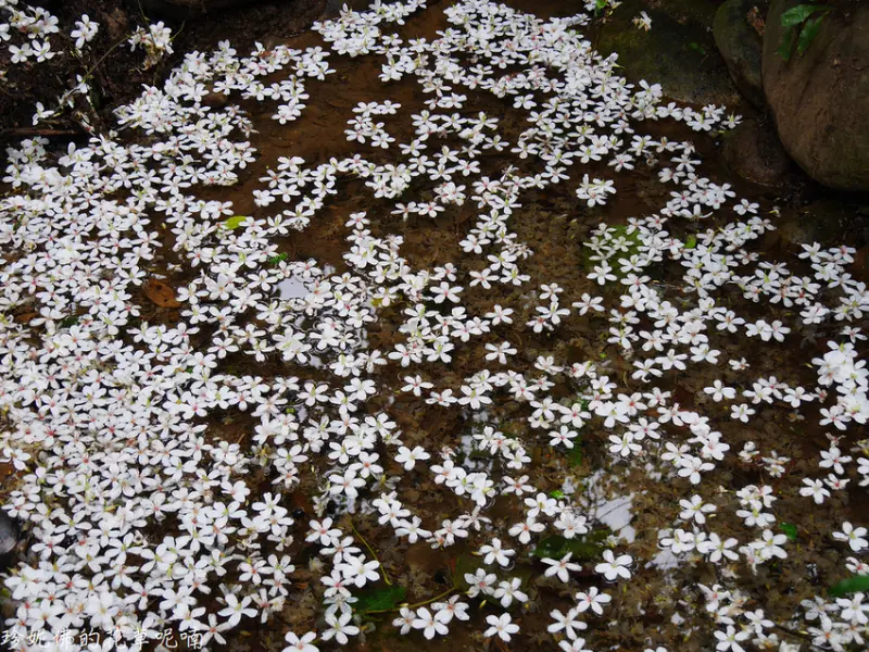 【桃園-大溪區】2020十一指古道桐花開