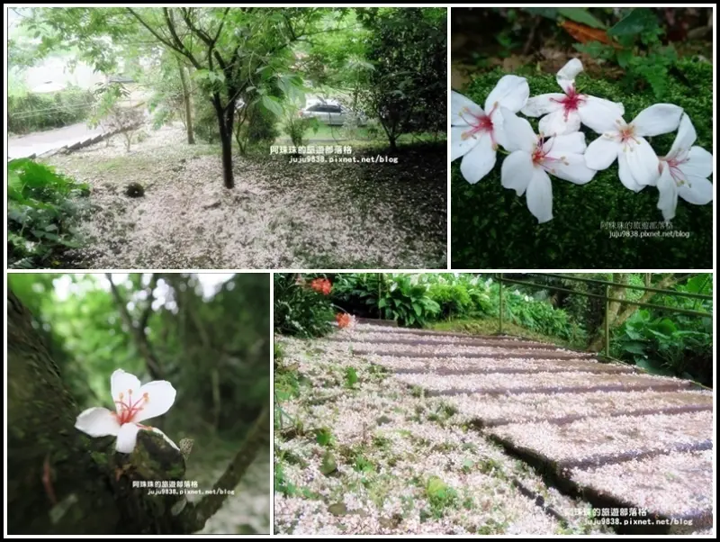 桃園。大溪十一指古道包場賞桐花