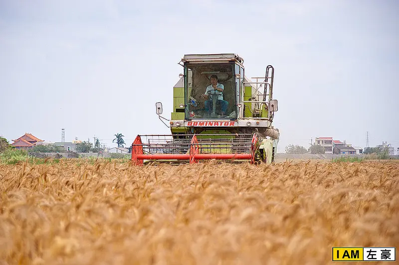 [旅遊] 台南學甲 黃金小麥田隨風搖曳