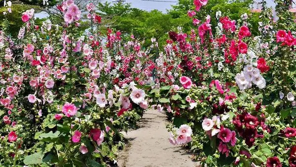【台南學甲】2015一丈紅花海田。蜀葵花叢迷宮