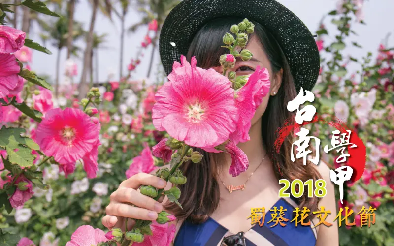 比人還要高的一丈紅花海｜台南學甲蜀葵花文化節