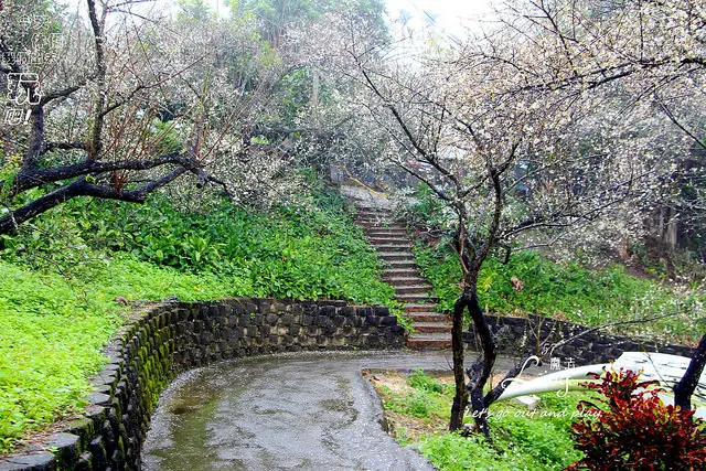 [ 嘉義⊙梅山]梅山公園。感受花香芬芳