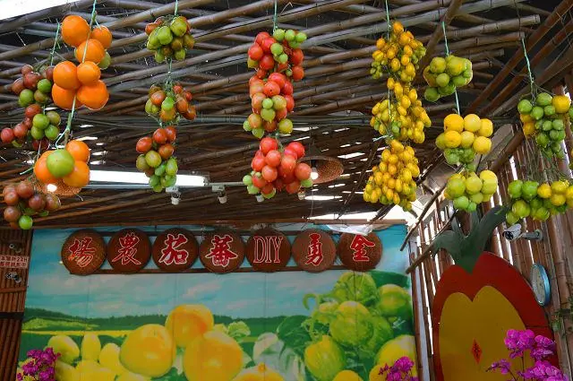 金勇DIY番茄農場~遊訪番茄聯合國讓人大開眼界．體驗田園採果樂趣的好地方