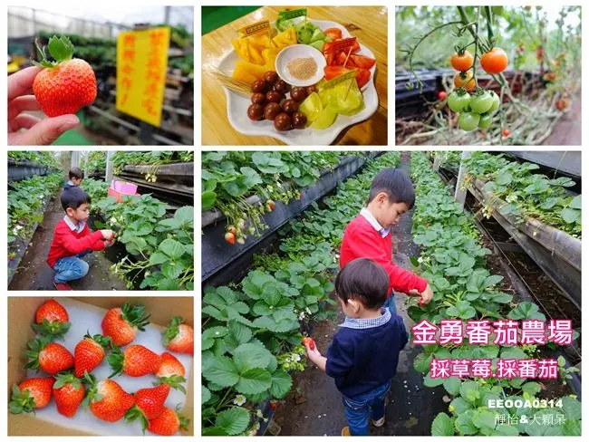 【新竹農場】金勇DIY休閒農場 ♥ 免門票 番茄主題農場 採番茄.採草莓 新竹親子旅遊/新竹一日遊/新竹景點/親子同遊好去處