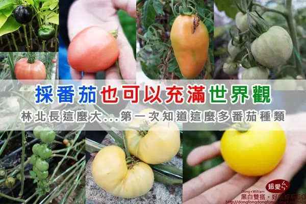 【新竹景點】親子出遊採番茄的好所在『金勇DIY休閒農場』，全世界超多種類的番茄讓我大開眼界 - D&W-黑白雙搭 旅遊｜美食｜生活｜攝影