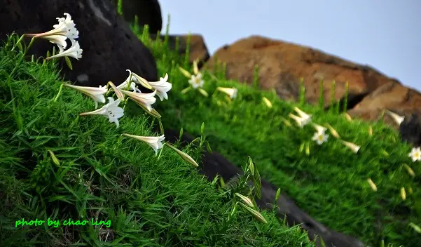 【石門 / 賞花篇】白沙灣、麟山鼻 - 野百合。番婆林 - 鳶尾花