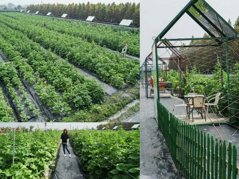 田中窯創藝園區|南彰化最紅IG打卡花海，回歸純樸農村田園，漫步蜀葵花海裡！ - 螞蟻幫的櫥櫃