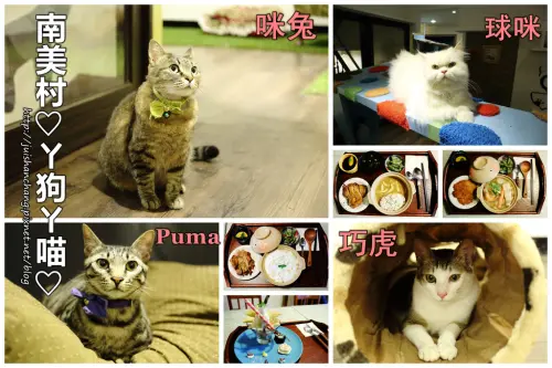 【食║桃園】南美村ㄚ狗ㄚ喵〜寵物友善餐廳。與毛小孩一起品嘗美食
