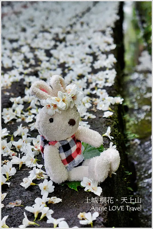 [土城  天上山] 山林間的桐花隧道  我不小心竟登上一座小百岳 360度賞花無設限