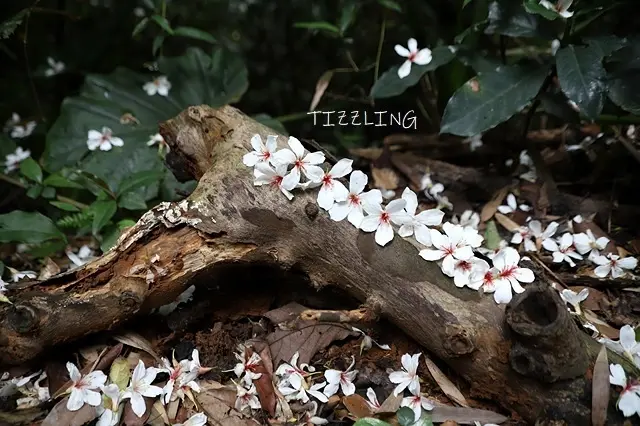 2022新北三芝賞桐步道｜三生步道桐花季｜2021新北三芝賞桐步道｜三生步道桐花季～