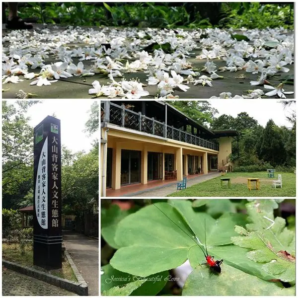 【新竹橫山】日賞桐花夜賞螢ㄉ好所在。大山背客家人文生態館(大山北月)