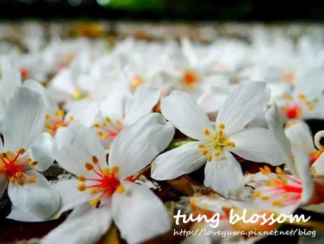 【新北◍•ᴗ•◍新店】景點・賞桐景點，新店四份子產業道路(5/7花況)｜四份子產業道路飄五月雪，賞桐健行的好去處｜新店桐花景點近直潭山登山步道，內附詳細地點指南