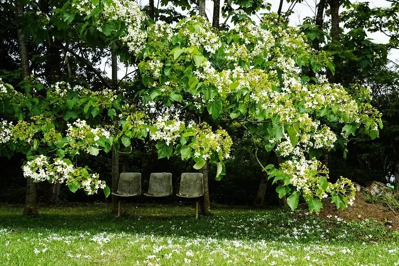 【台灣，桃園，龍潭】賞桐秘境，龍潭甘家堡桐花開。(甘家堡2019桐花開放狀況，2019/04/20)
