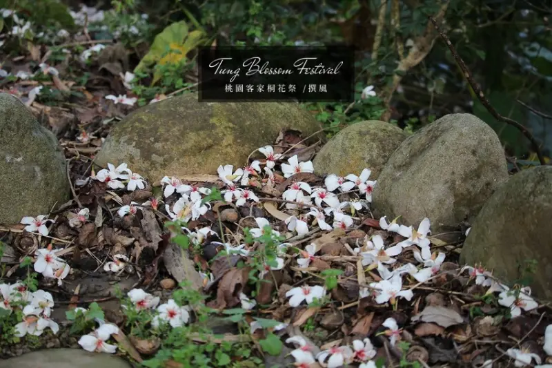 懶人包！2019桃園客家桐花祭 賞花景點/活動/接駁車 總整理