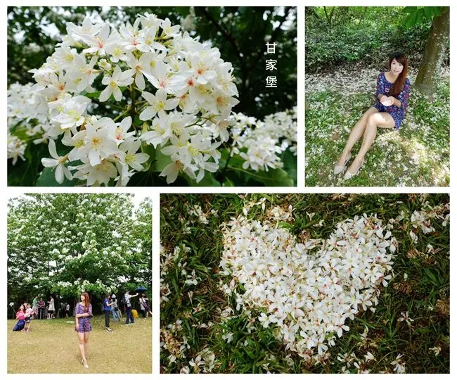 桃園賞桐花景點▶ 甘家堡 ▶ 桐花步道・桐花隧道・浪漫桐花林 2018私人賞桐花秘境 #最新花況 #桐花野餐派對