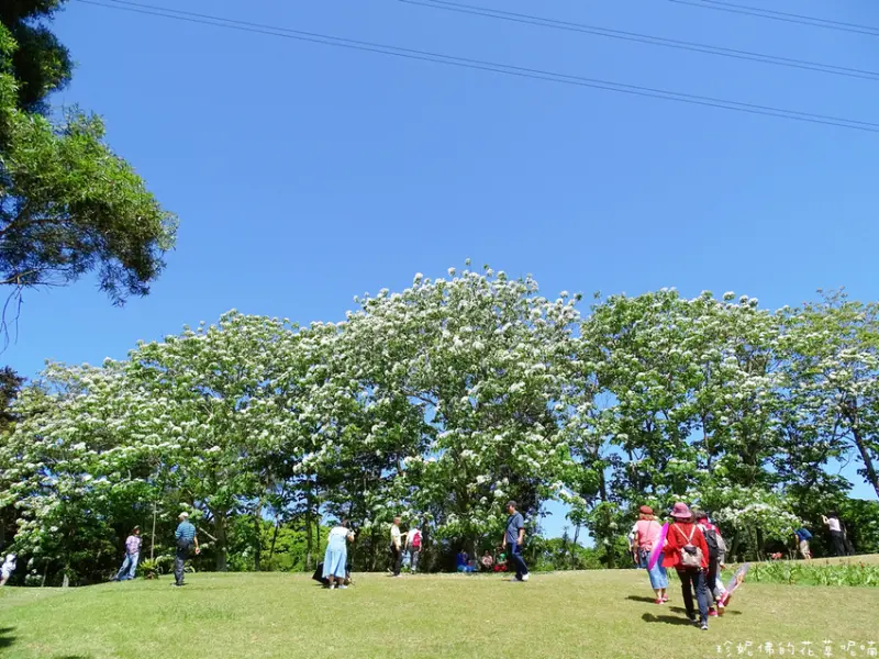 【桃園-龍潭區】2021甘家堡生態文藝休閒園區賞桐花｜開放到5/2