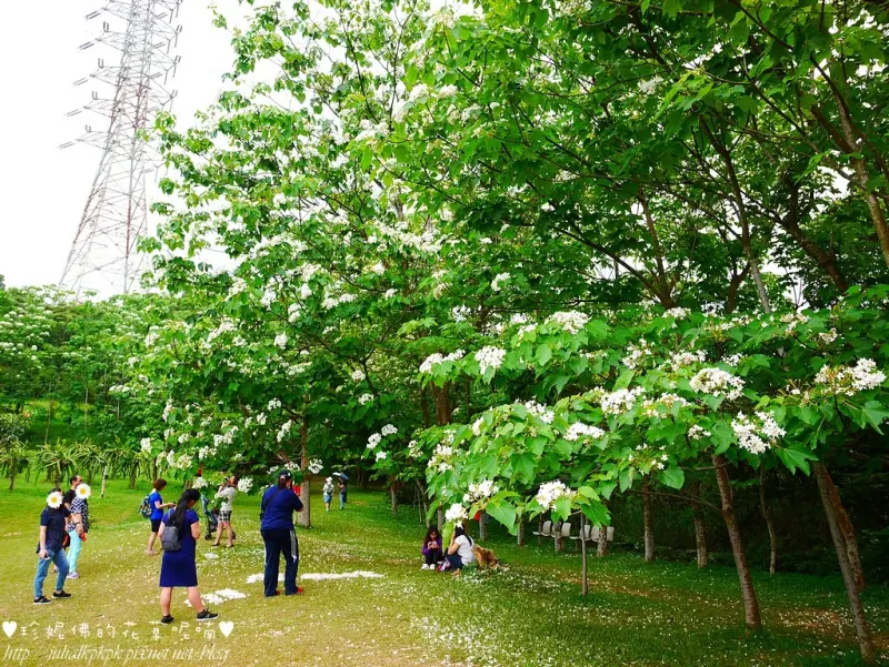 【桃園-龍潭區】漫步桐花森林「2017甘家堡生態休閒園區桐花祭」