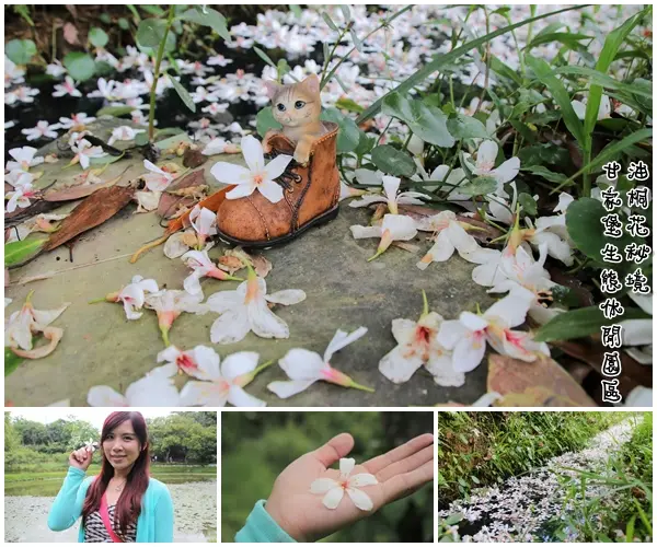 【桃園景點】龍潭甘家堡生態休閒園區~油桐花秘境，季節限定，私人園區免費開放入園        
      