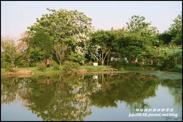 桃園。龍潭甘家堡賞桐趣