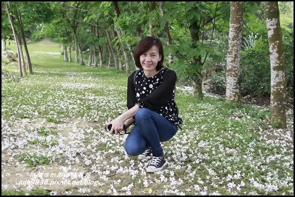桃園龍潭。甘家堡桐花步道與桐花的浪漫邂逅