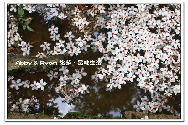 【桃園景點．龍潭】甘家堡～賞桐步道爆炸開．純白桐花像新娘的捧花你看過了嗎！五月飛雪浪漫破表～桃園旅遊/桃園一日遊/桃園龍潭桐花秘境