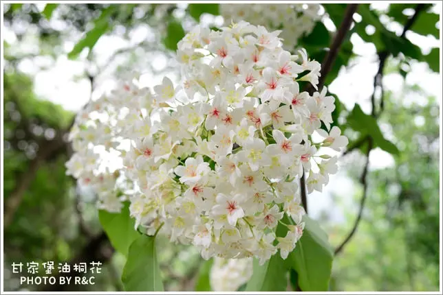 【桃園】龍潭。甘家堡油桐花～山林間賞桐花趣