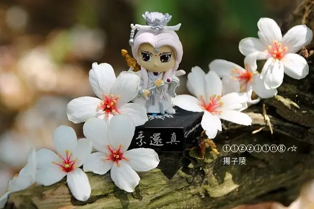 2018初訪桃園龍潭甘家堡。桐花秘境，花現五月雪～