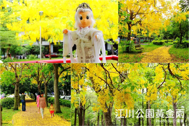 《遊║台中》江川公園～夏季限定阿勃勒