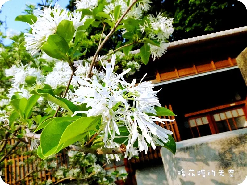 《台中賞花》台中文學館添氣質新裝，雪白小巧流蘇花妝點之下更添日式老宅風情