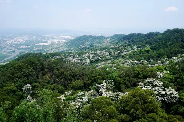 [苗栗銅鑼] 雙峰山慈惠堂 賞滿山桐花~              