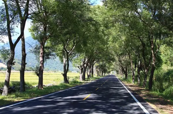 ▌遊記▌台東Angel Mini café ~藏身於武陵綠色隊道的露天咖啡店