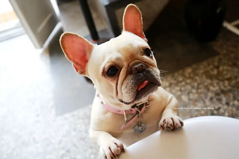 【台中西區】嗝 毛小孩咖啡廳 Ge Pet Cafe - 法鬥犬皮皮和八哥犬皮蛋.可以帶寵物一起來吃飯玩耍的寵物餐廳.有早午餐輕食飯類咖啡茶品甜點鹹派的老宅寵物餐廳.近阿彰飯擔和文化中心