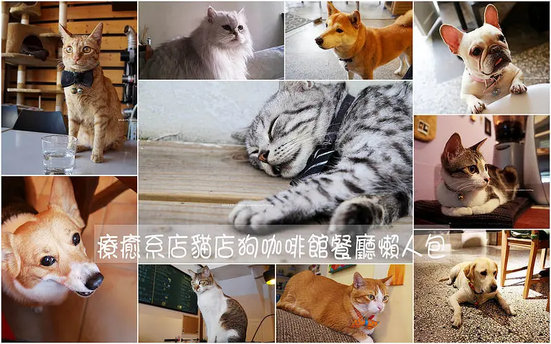 【台中店貓店狗餐廳懶人包】台中超萌店貓店狗餐廳咖啡館懶人包.療癒系店長.有了它們.餐點咖啡都加分了阿~不定時更新20150513