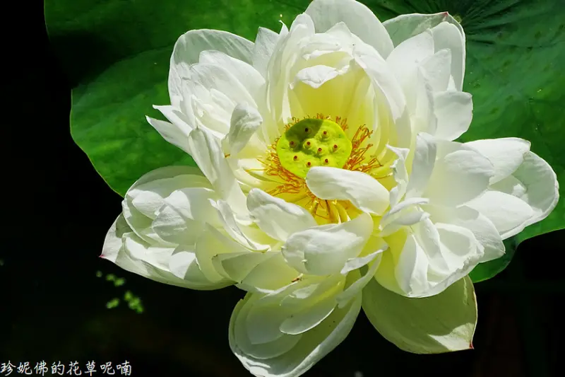 【台北-士林區】2019故宮博物院至德園賞荷