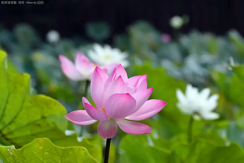【台北景點】荷花攻略~士林~至德園賞蓮花仙子~故宮博物院旁~免費景點~一早人就比花多啦！