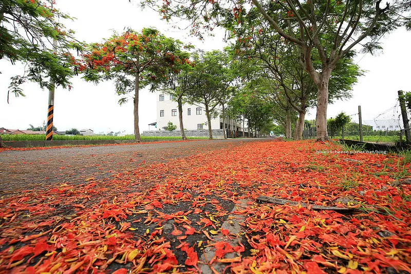 【彰化溪州】鳳凰花隧道 - 溪州鄉綠筍路上美麗鳳凰花隧道.兩旁充滿綠意稻穗.形成紅綠對比搶眼色彩