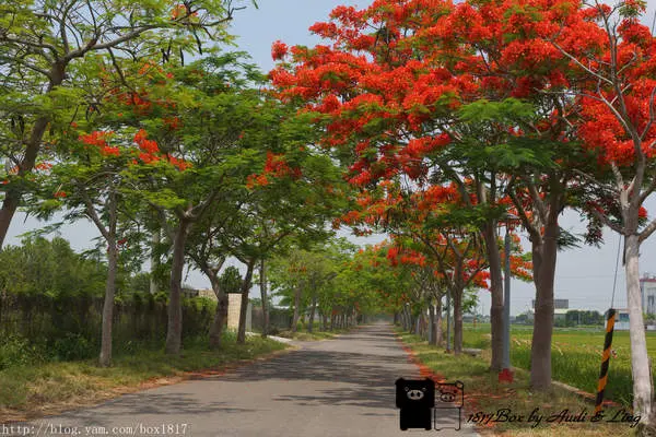 【彰化。溪州】鳳凰花綠色隧道花開了。畢業的季節。鳳凰花綿延二公里綠筍路