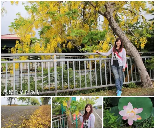 【台南景點】台南白河阿勃勒大道~荷花荷葉相映景色美不勝收        
      