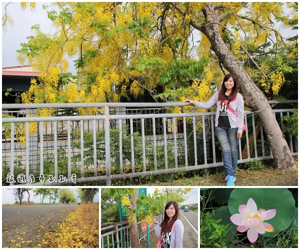 【台南景點】台南白河阿勃勒大道~荷花荷葉相映景色美不勝收        
      